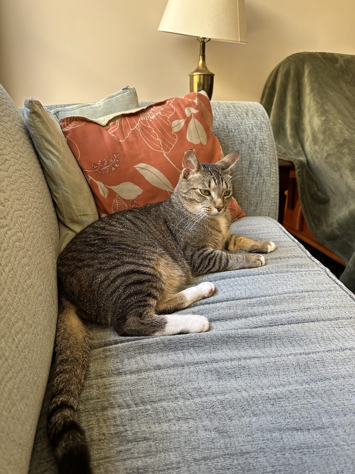 Oyster, a brown tabby with white paws, lying on a couch
