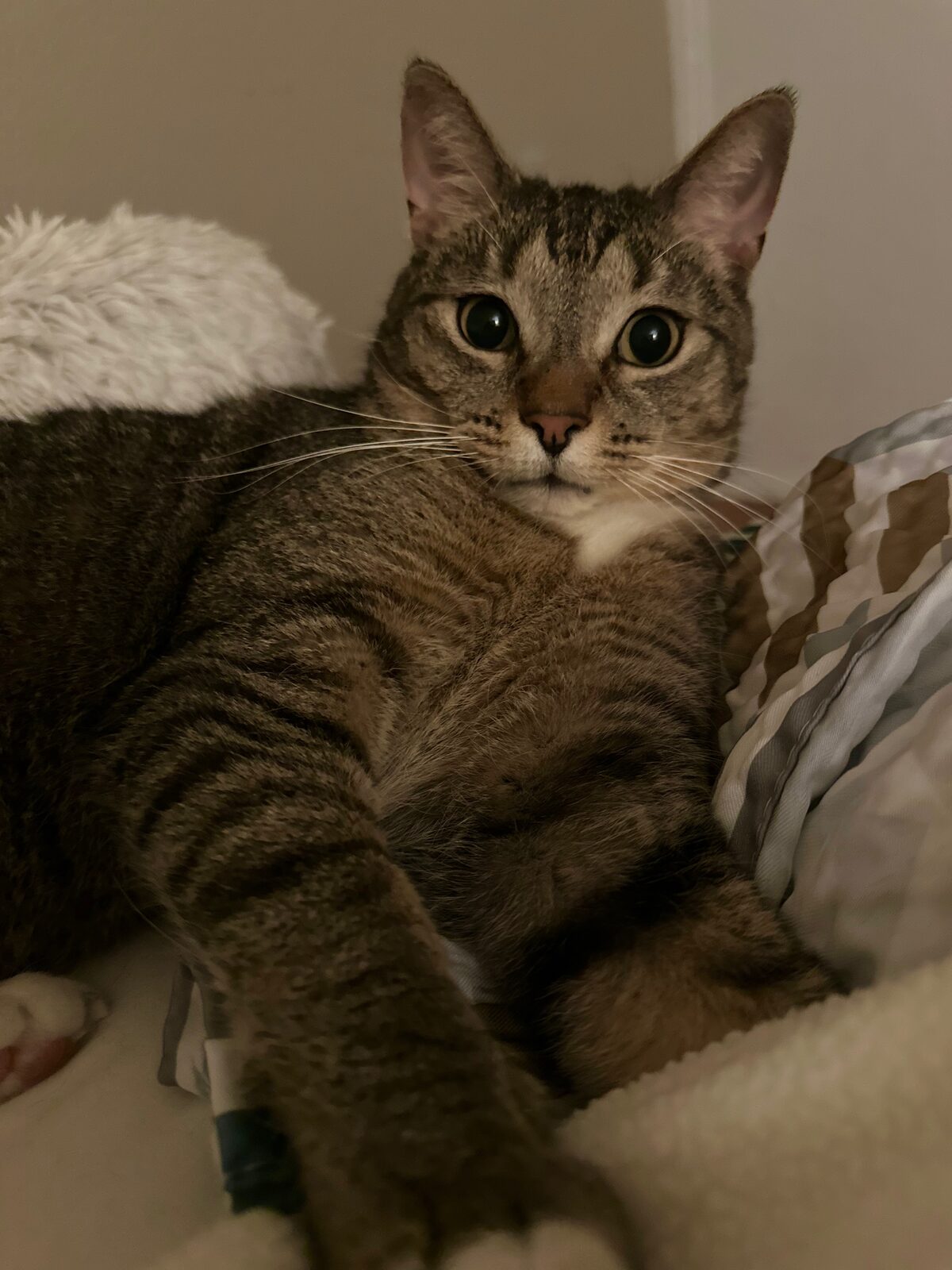 Oyster, a brown tabby cat with green eyes, a pink nose, and a white chest, looking straight at the camera