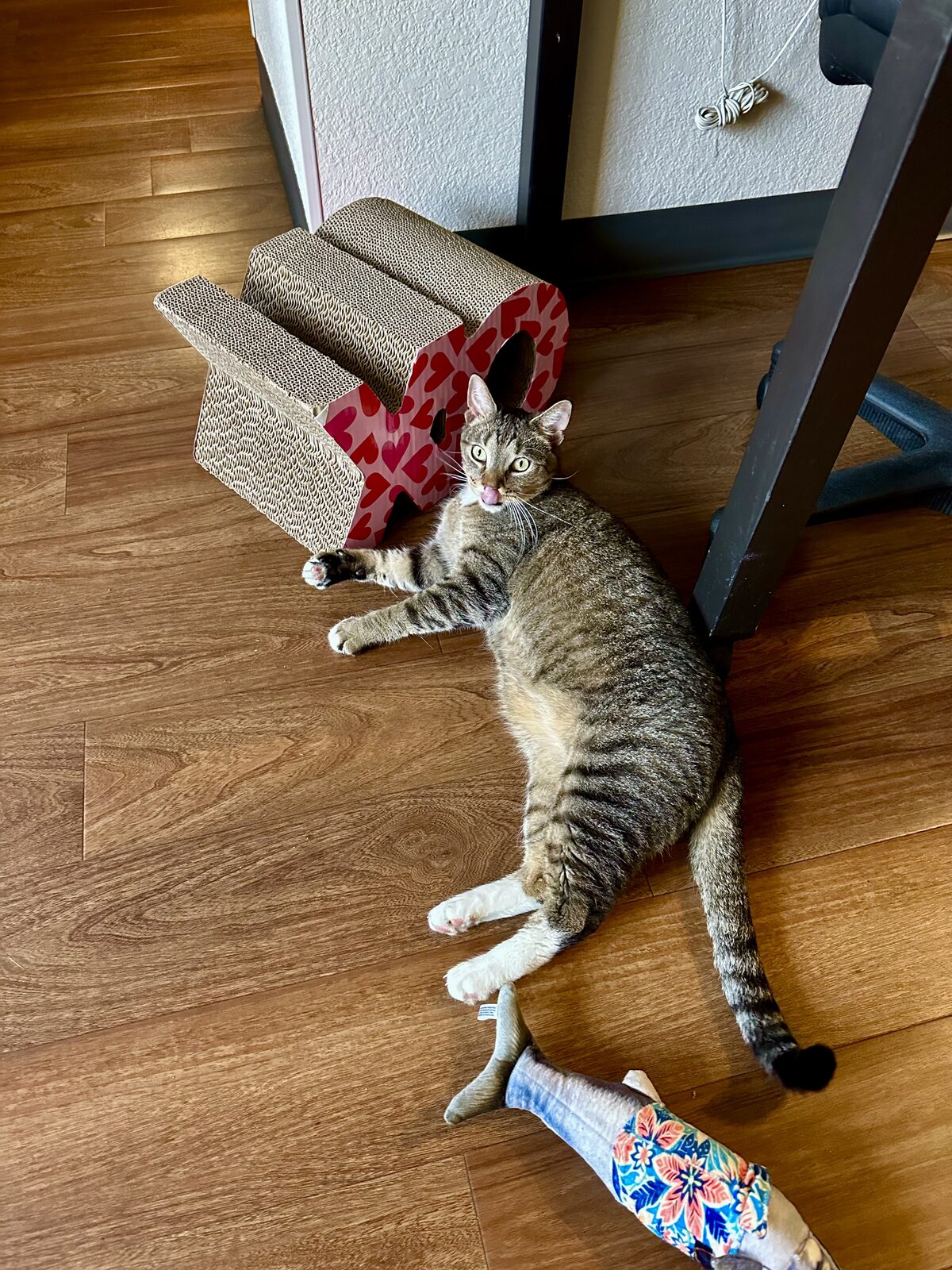 Full-body view of Oyster showing his brown tabby stripes, four white paws, and dark-tipped tail